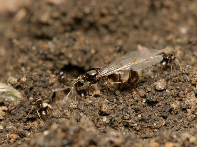 Flying Ant Day 2017